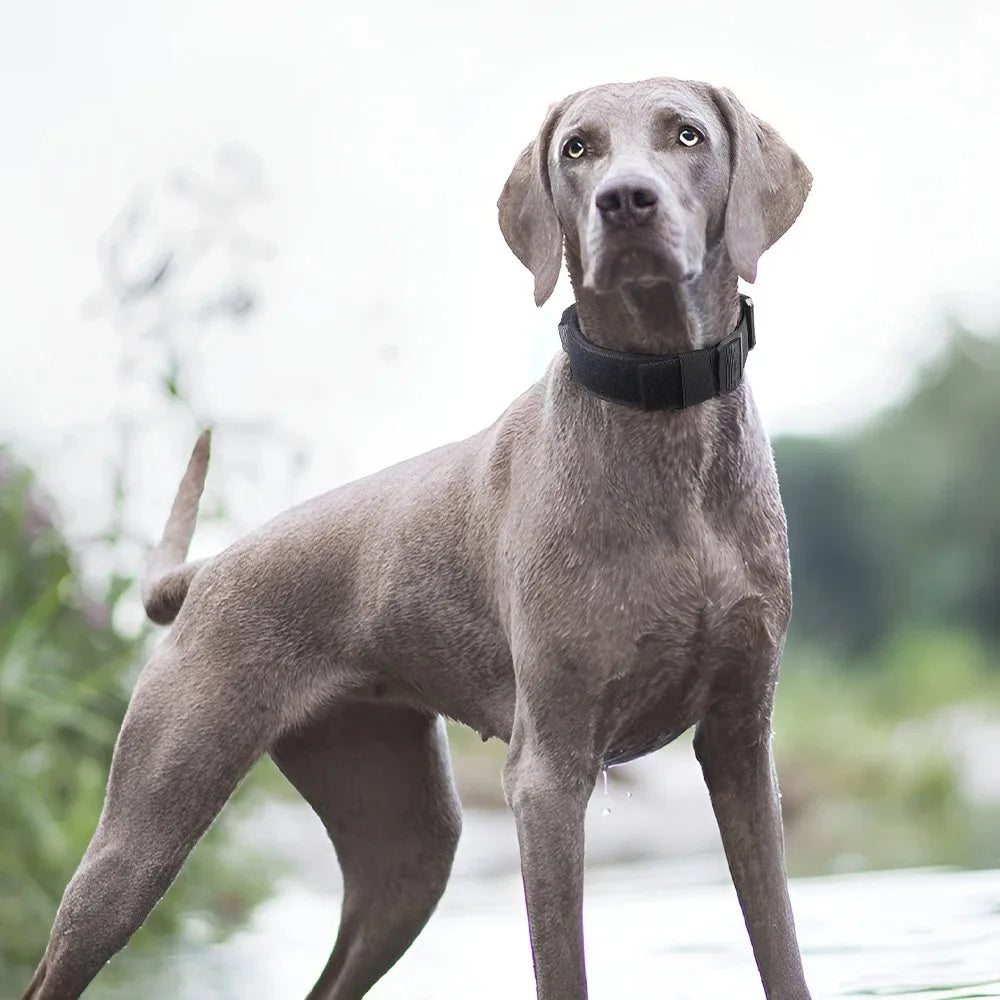 Durable Collar