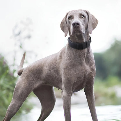 Durable Collar