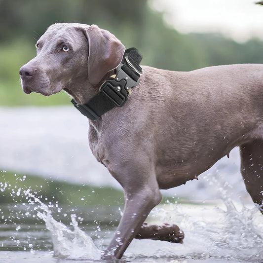 Durable Collar