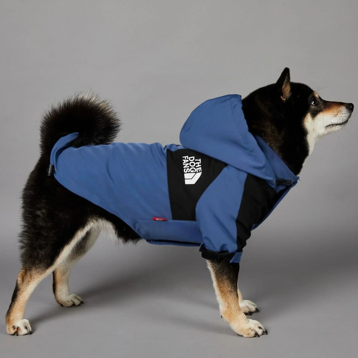 The Dog Face Raincoat