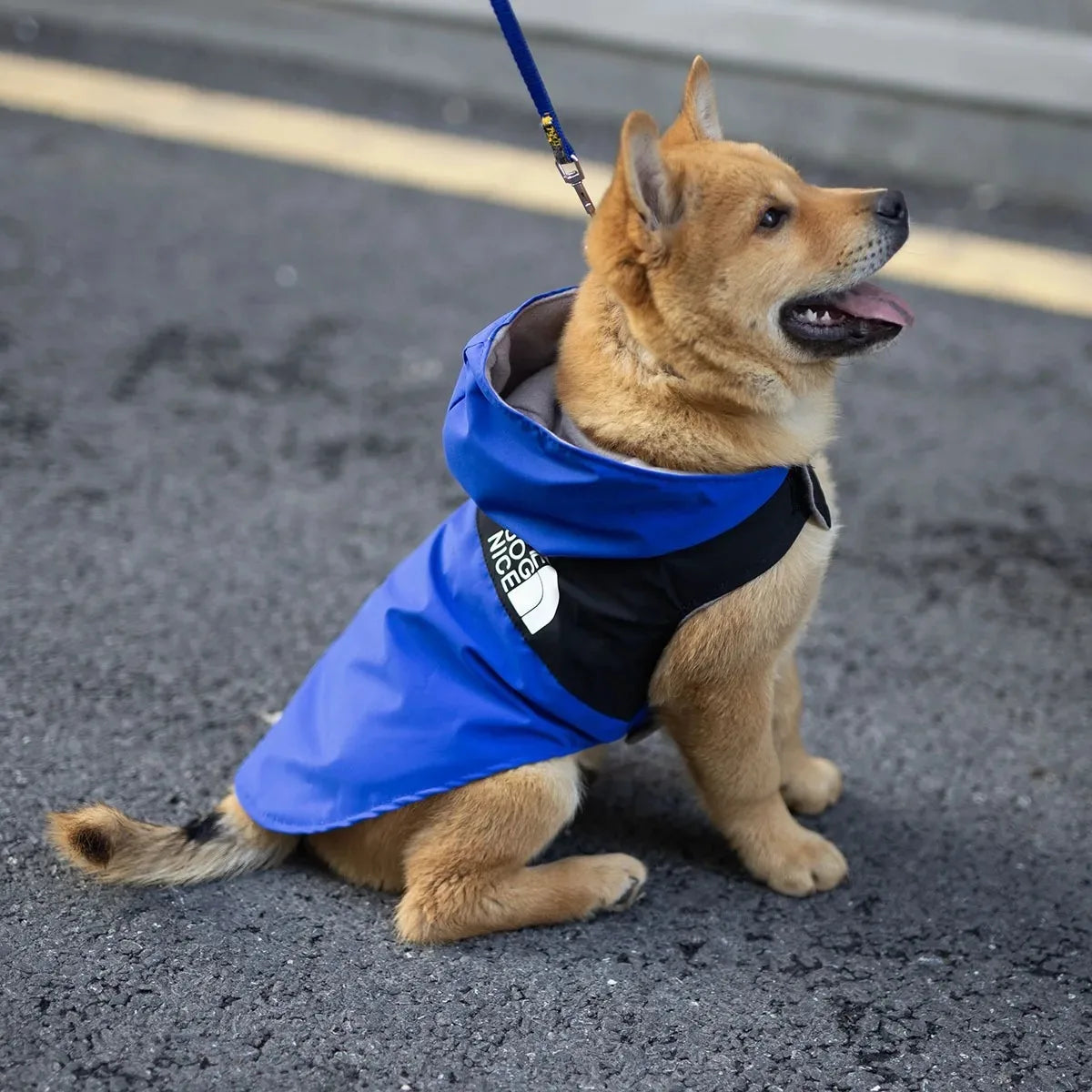 The Dog Face Blouse