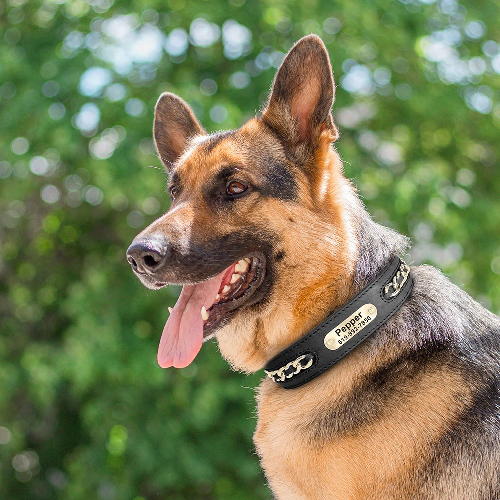 Custom Collar