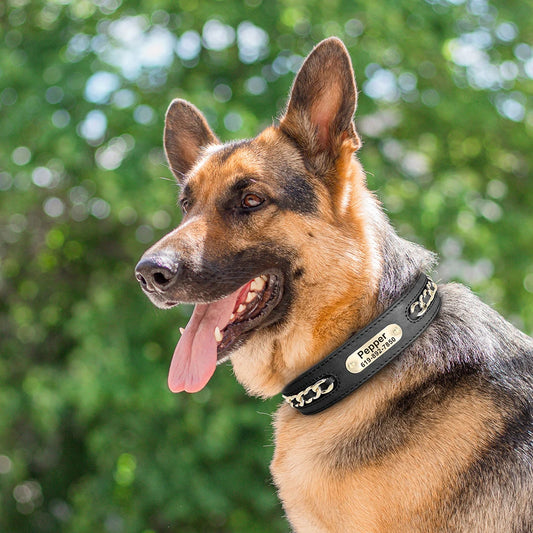 Custom Collar
