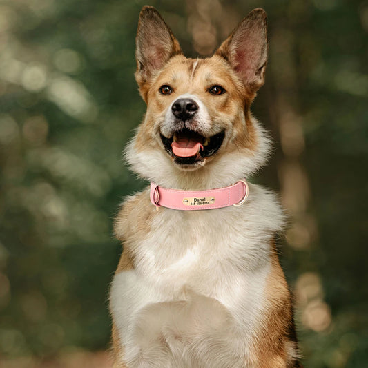 Leather Collar
