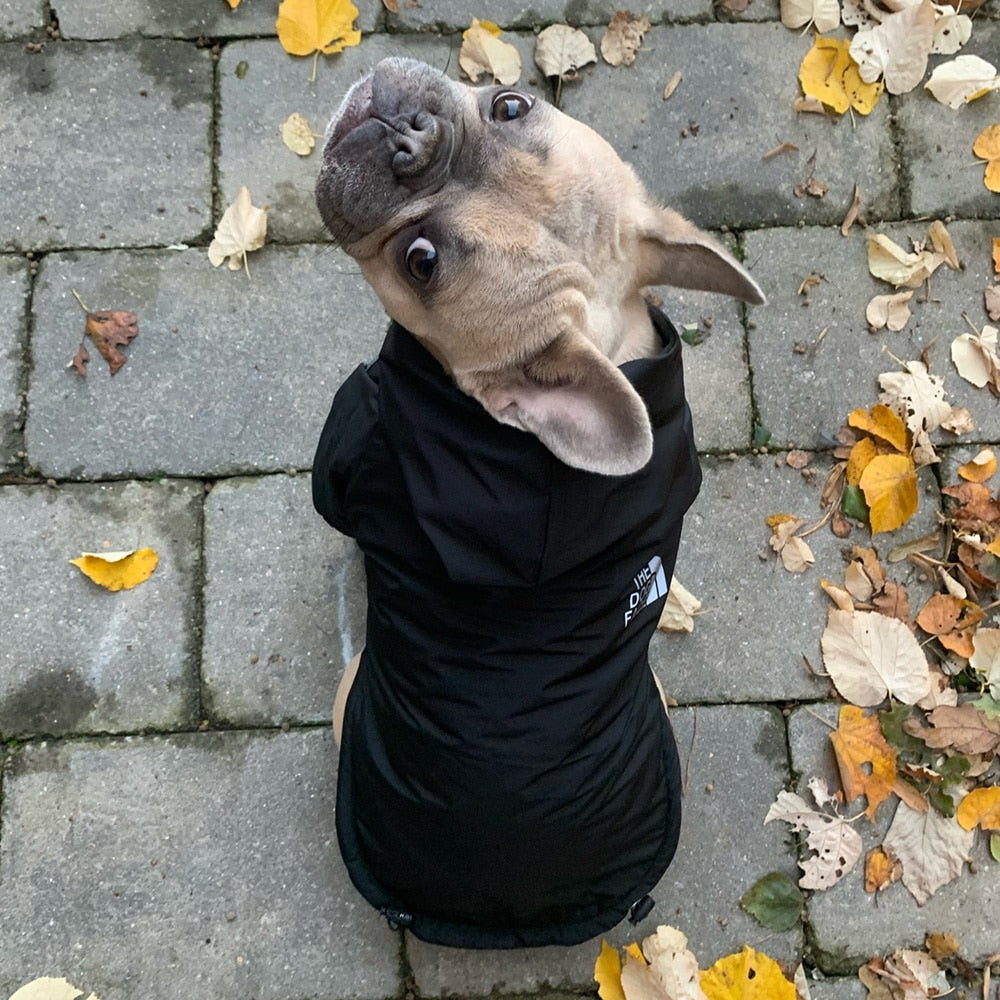 The Dog Face Coat